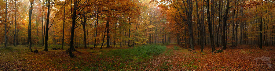 focen&iacute; panoramy